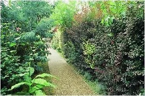 - Restaurant De La Paix Barbotan-les-Thermes